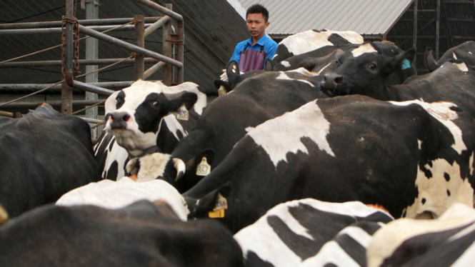 Mengintip Ternak Susu Terbesar di Asia Tenggara