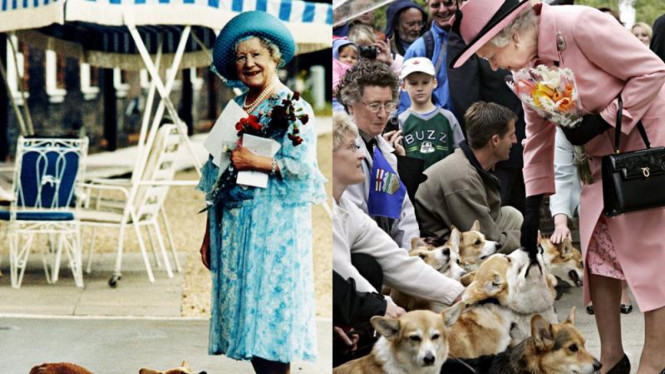 Corgi Anjing Tradisi Kerajaan Inggris Viva