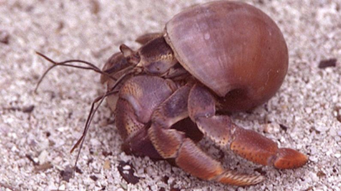 Kelomang atau Hermit Crab