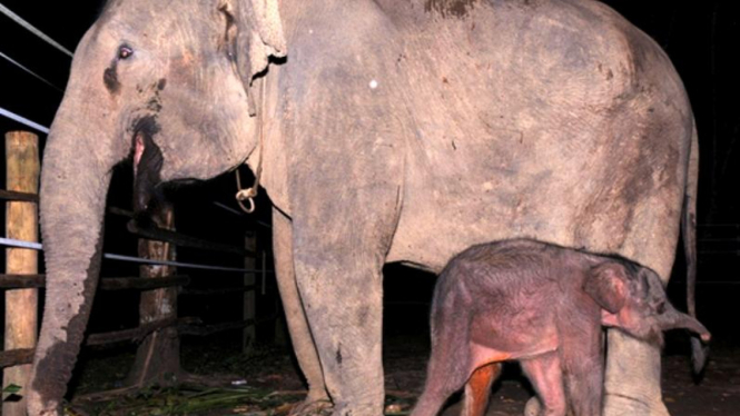 Gajah Sumatera bernama Suci melahirkan 