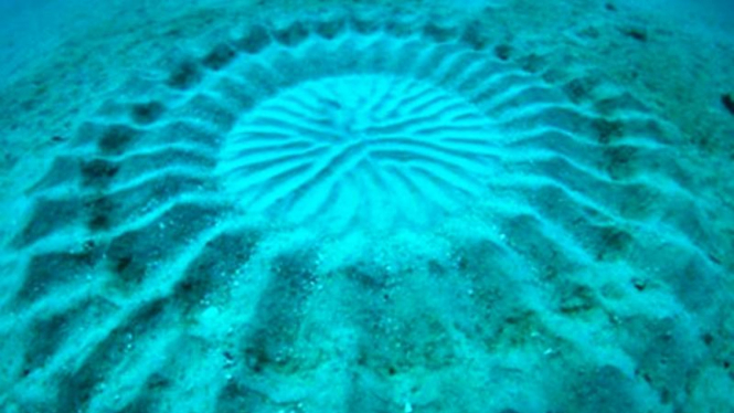 "Crop circle" bawah laut Jepang