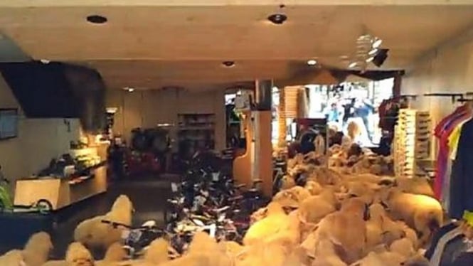 Sekawanan domba menyerbu toko pakaian di Austria