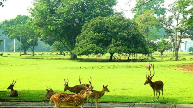 Vista del Jardín Botánico de Bogor.