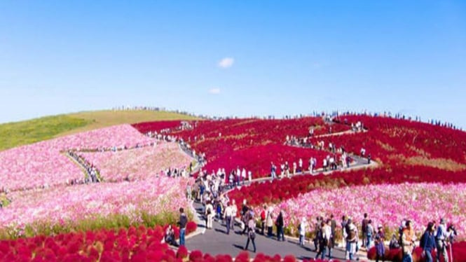 Pemandangan Menakjubkan Taman Bunga Hitachi Seaside Di Jepang