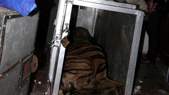Harimau Sumatera mati di kargo pesawat