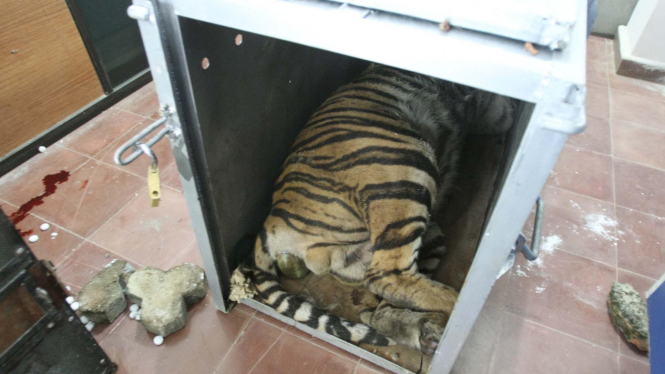 Harimau Sumatera mati di kargo Garuda Indonesia