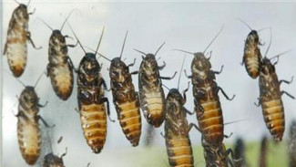 Bronx Zoo Offers Madagascar Hissing Cockroach for Love Sign