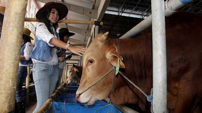 Pilih Sapi Kurban Ditemani Ladies Cowboy