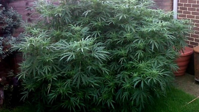 Pohon ganja di rumah pasangan manula di Inggris