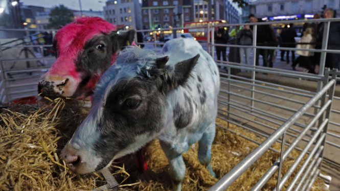 Sapi warna-warni meriahkan pameran Mark Evans