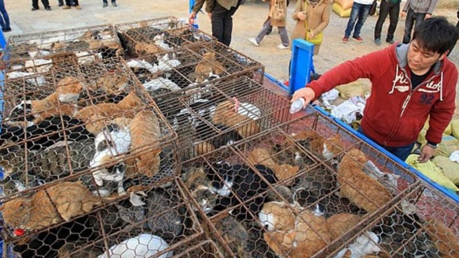 Ratusan kucing di China hendak dijual utuk dimakan dagingnya
