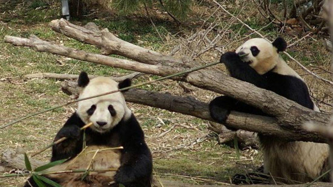 Panda makan bambu