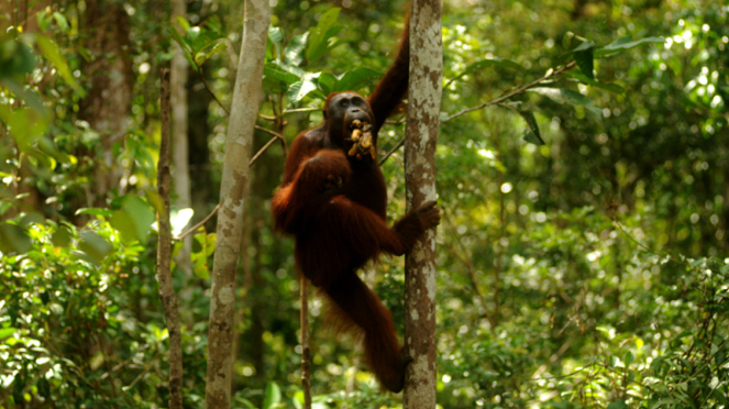 Aktivitas Orangutan di Tanjung Puting