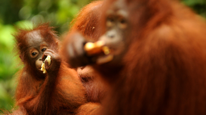 Aktivitas Orangutan di Tanjung Puting.