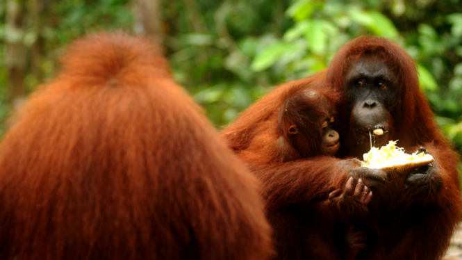 Aktivitas Orangutan di Tanjung Puting