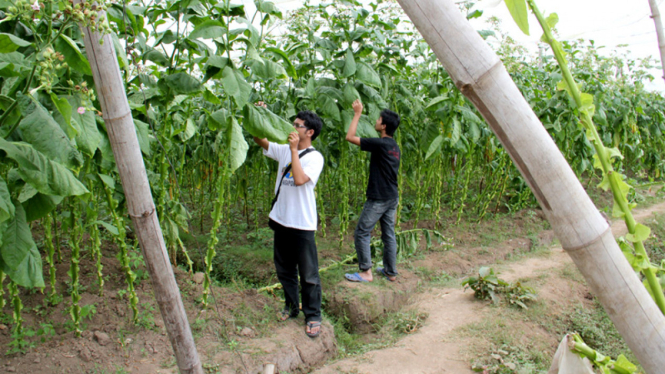 kebun tembakau di Jember jelang panen