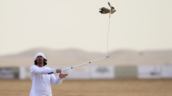 Perlombaan Burung Falcon di Abu Dhabi