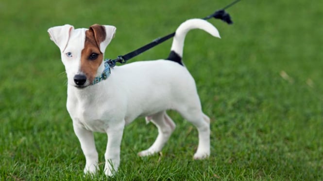 Anjing Jack Russell