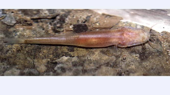<i>Draconectes narinosus</i>, ikan tanpa sisik dan mata 
