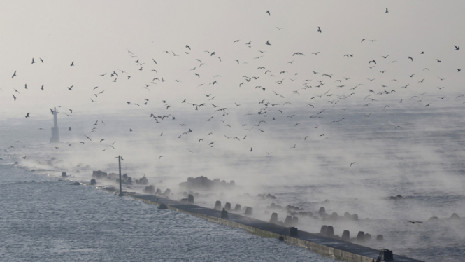 Gelombang Tsunami 1 Meter Muncul di Miyagi, Jepang