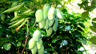 Pakar Sebut Daun Mangga Sembuhkan Diabetes, Begini Caranya