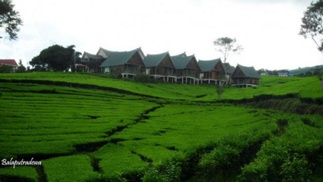 Pagar Alam: Permata Tersembunyi Sumatera Selatan Yang Terus Bersinar Dengan Destinasi Wisata Terbaru