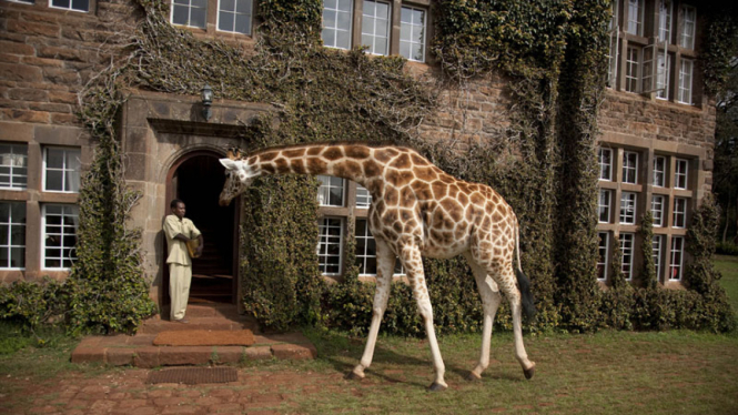 Giraffe Manor