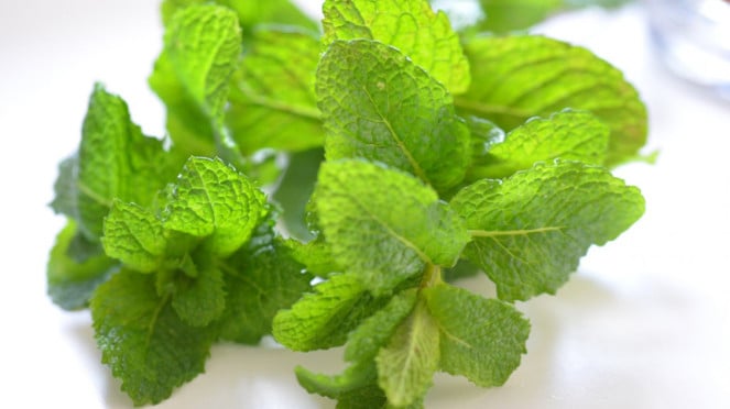 Daun Mint