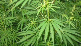Australia Segera Jadi Produsen Ganja Obat Terbesar di Dunia