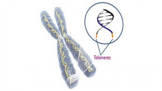 Telomer Kromosom