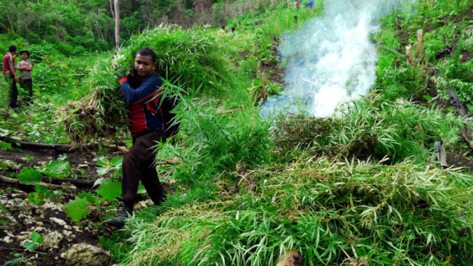 Pembakaran Ladang Ganja di Aceh