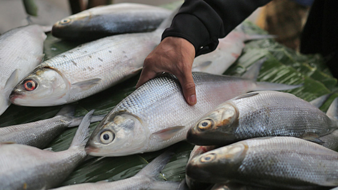 Penjualan Ikan Bandeng. 