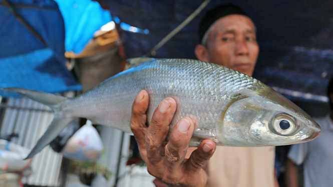 Duri Ikan Bandeng Bisa Turunkan Kolesterol, Mitos atau Fakta?