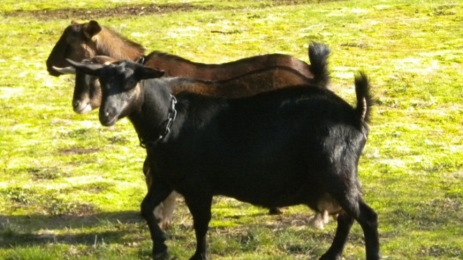 Ternak kambing.