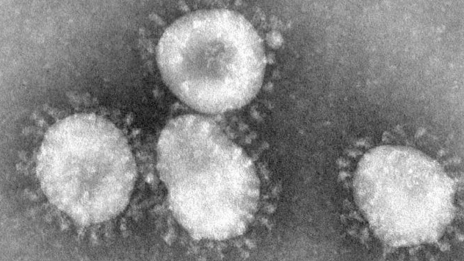 Virus corona.