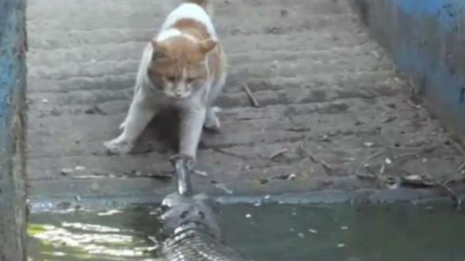 Kucing berhasil mengalahkan buaya di kebun binatang India
