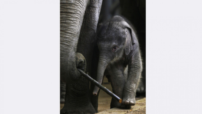 Anak Gajah Di Kebun Binatang Ceko