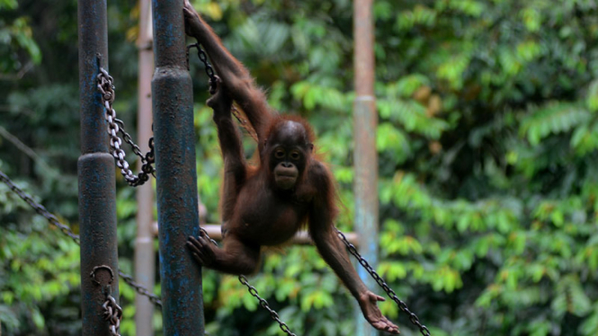 Orangutan di Ragunan