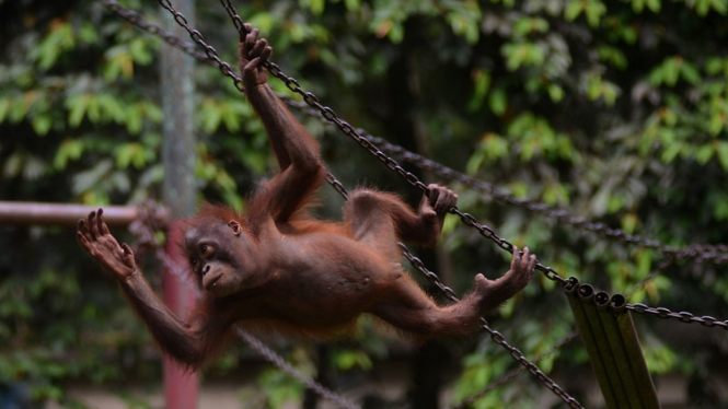 Orangutan di Ragunan