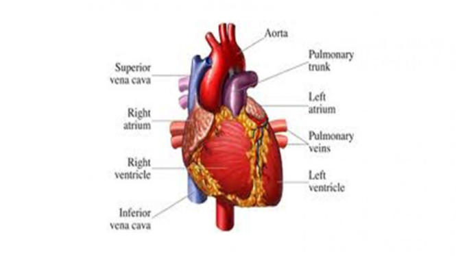 ilustrasi penyakit jantung / www.examthone.com
