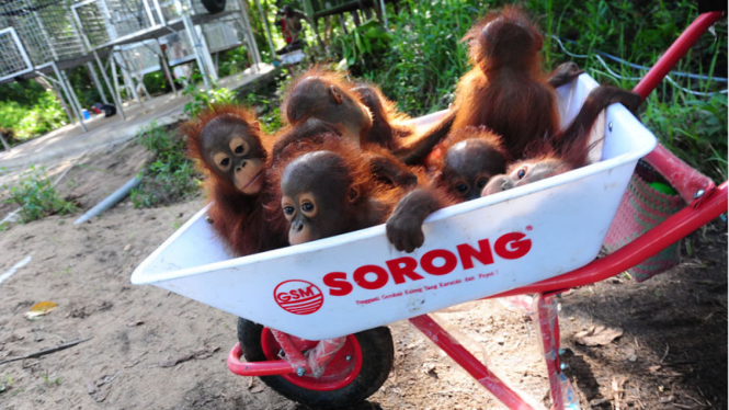 Habibat Orangutan Terancam