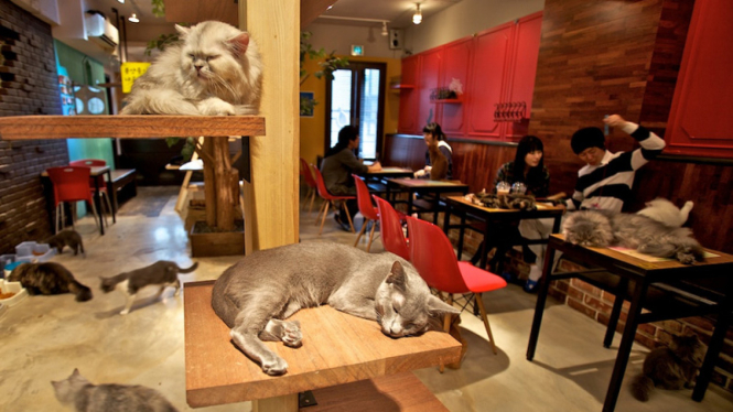 Kafe kucing di Jepang
