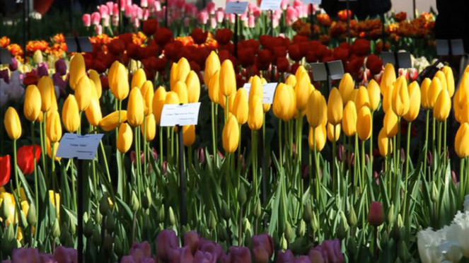 Bunga Tulip