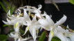 Photo Mini 6