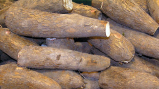 Mengungkap Fakta Singkong Mengandung Racun Sianida