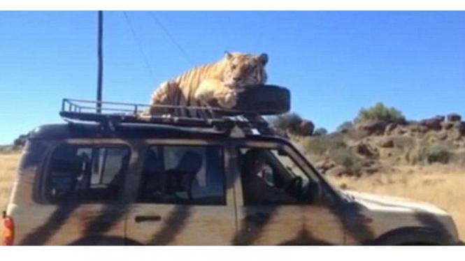 Harimau di Afsel pilih naik di atap mobil 