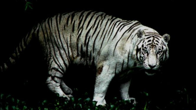 Harimau Putih Yang Langka Di Zoo Maharani