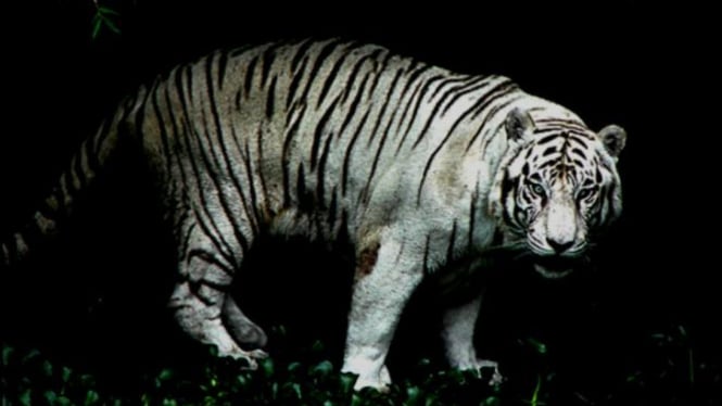 Unduh 620 Koleksi Gambar Harimau Ngantuk Paling Bagus 