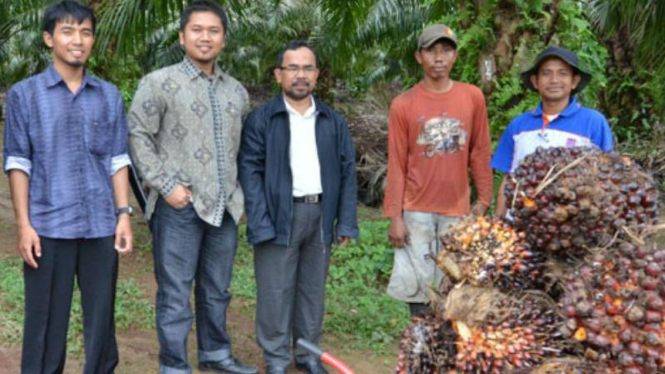 perkebunan kelapa sawit