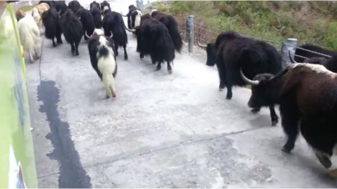 Gerombolan Yaks di jalanan Tibet